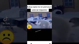 Kutup Ayısı Ve Yavrusunu Çevreleyen Köpekler.