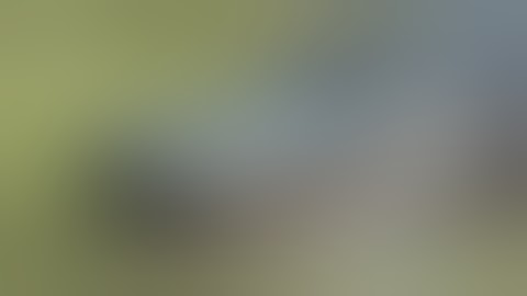 Python vs Alligator 02 -- Real Fight -- Python attacks Alligator