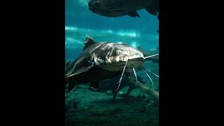 The Catfish The Fish with the Most Teeth!