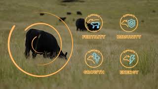 Marks-Min® delivers Zn, Mn, Cu, Se and vitamin B12 to livestock in one injection