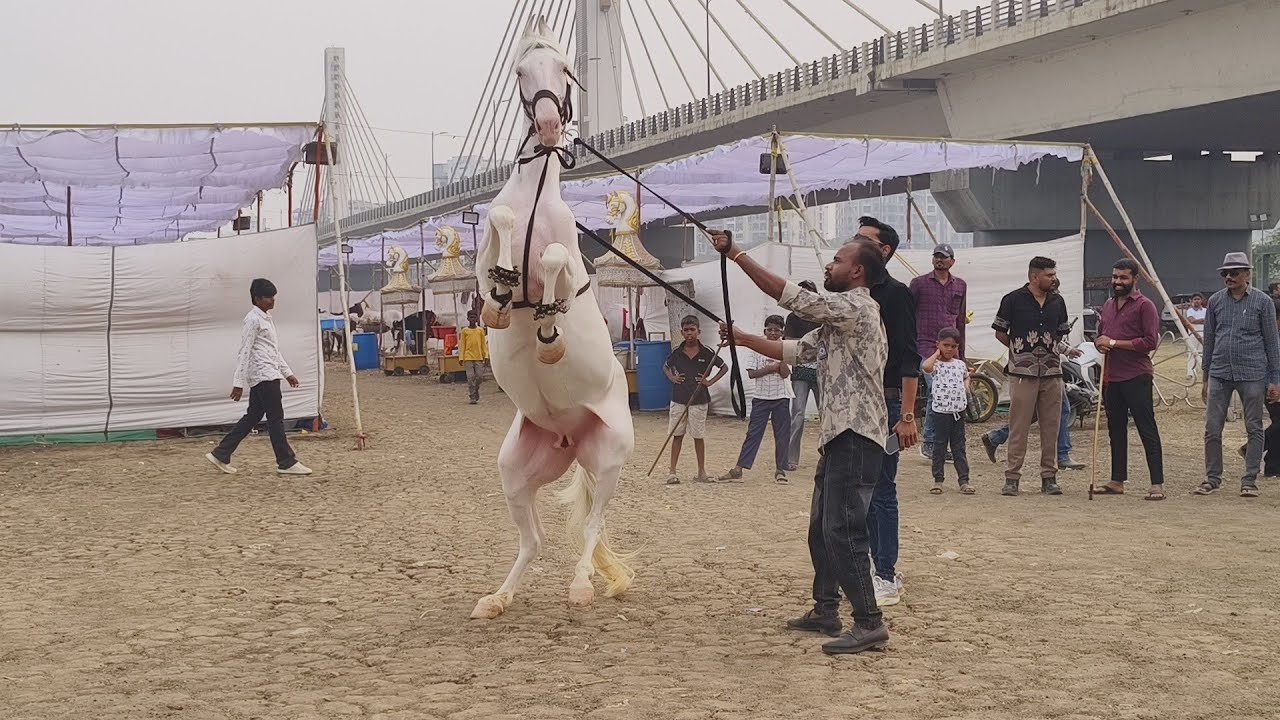 HORSE Show 2026 Surat - Horse Dance video 