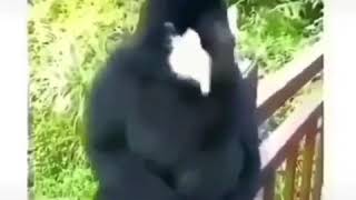 Çok Sevdim Yalan Oldu Geceler Maymun Mükemmel Söylüyor