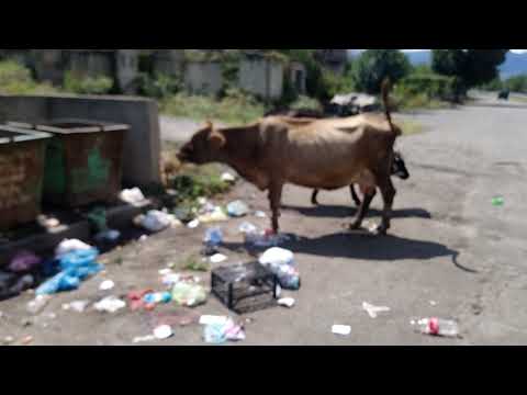 Video: Բռնկված կովեր. Կենդանական աշխարհի սրբեր - Բուժում հիվանդ կովերին ջրհոր կովերի հետ