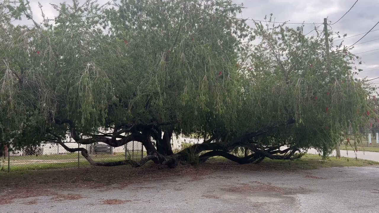 Two Monster Weeping Bottlebrush Trees Used as a Screen 