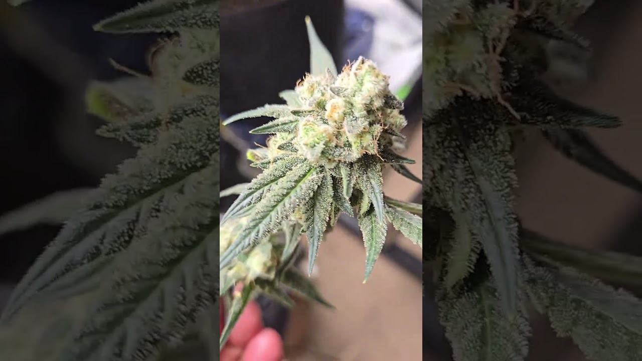 Dirty Bird Genetics Bubba Brunch is hard as a rock and loving it