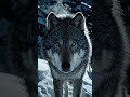 wolf #amazing #shortvideo #dothingsyoudontwanttodo