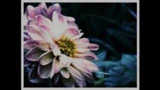 Joe Hisaishi - The Rain