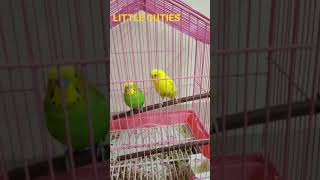 My Little Birds
