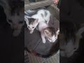 #mamma and cute kitten #kittens  lover # kitten #shortvideo #tangla #