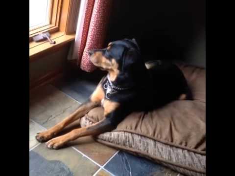 My Dog Just Wants Some Big Booty Bitches My Dog Just Wants Some Big Booty Bitches