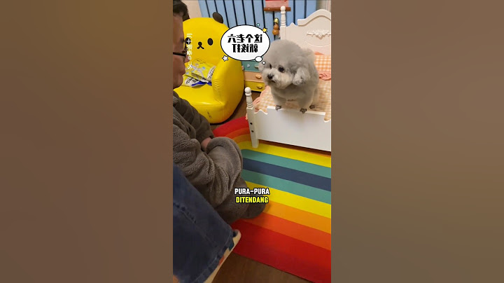 Anjing ini tau siapa penguasa rumah yang sebenarnya