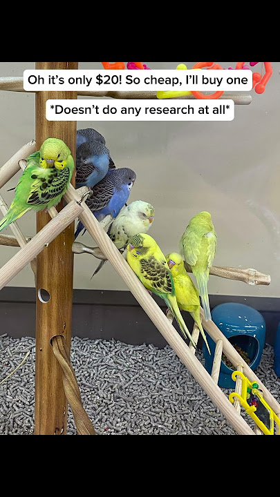 Please don’t impulse buy budgies! #parrotcare #budgies #shorts