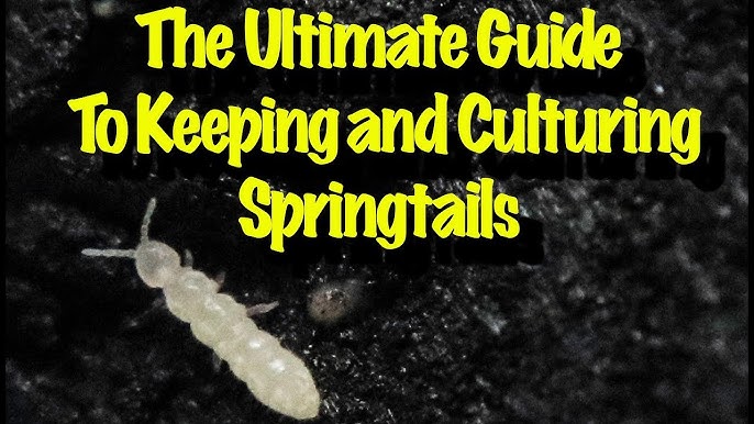 All About Springtails - Care, Culturing, Seeding & More 