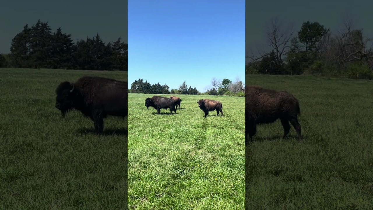 Buffalo watching at GP Ranch in Sulphur Springs, Texas