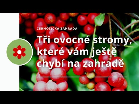 Video: Jaké jsou tři hlavní skupiny stromů?