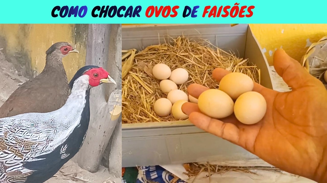 Como CHOCAR Ovo de FAISÕES e Atualização das AVES x Como Criar pavões, Galinha GSB e Ema e Avestruz.