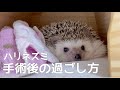 手術後のハリネズミ&ペット保険について Hedgehogs, how to spend time after surgery