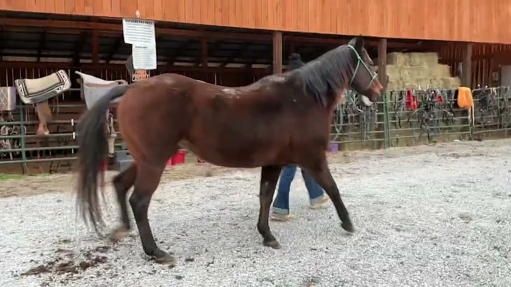 Pending 6644-bay QH mare 16yr old 15.2h $1,000 +40 coggins Deadline 12/19/25