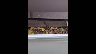 House soft wash with gutters cleaning gold pckge. screenshot 4