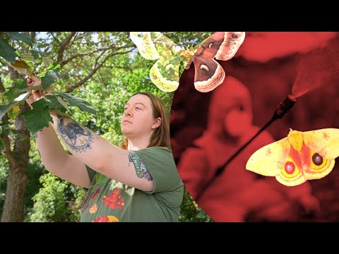 The Moth Defender
