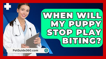 When Will My Puppy Stop Play Biting? - PetGuide360.com