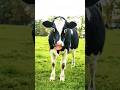 Https Youtube Com Shorts P9DPR Ex5 U Si Ok DkwsqNV3CQ8 Cow Comedy Shortvideos рџ Јрџ Ј Https Youtube Com Shorts P9DPR Ex5 U Si Ok DkwsqNV3CQ8 Cow Comedy Shortvideos рџ Јрџ Ј