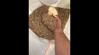 Mietitrebbia Kubota Sr 20