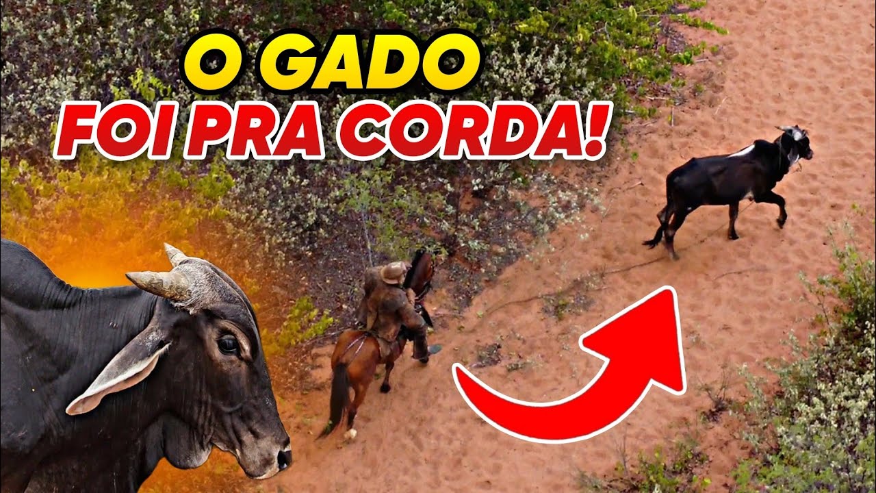 2ª PEGA DE BOI SÍTIO SABONETE EM JATI-CE