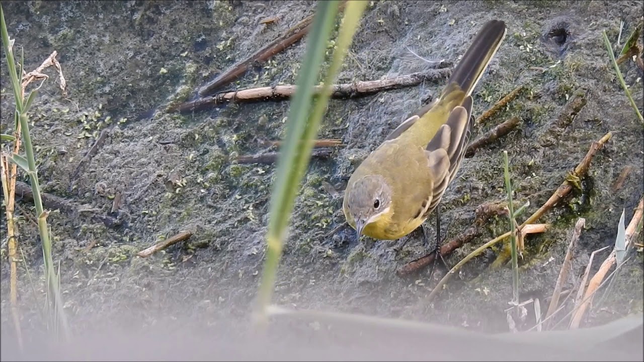 Cutrettola , Yellow Wagtail (Motacilla flava )