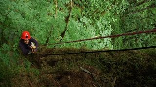 TreeStory #2  -  Dr. Nalini Nadkarni: Dancer in the Canopy