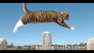 Funny Parkour Cats Video Compilation 2016