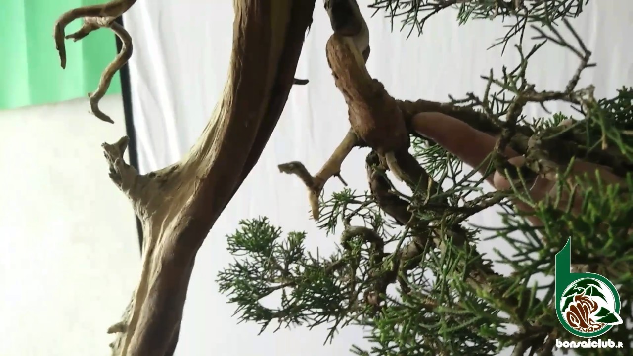 Un altro modo di spostare un ramo di un bonsai con una vite