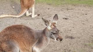 kangaroo and its nature wonder@Jpets-FhotoFIx kangaroo and its nature wonder@Jpets-FhotoFIx