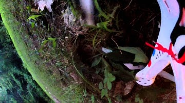 DJI Phantom 2 crash into tree