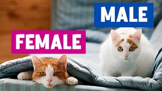 The UNKNOWN Differences Between MALE and FEMALE CATS! by The Curious Cat 28,767 views 3 months ago 11 minutes, 9 seconds