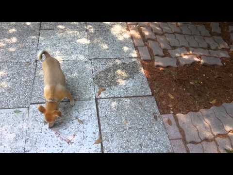 Video: Come trattare un cane con la colite
