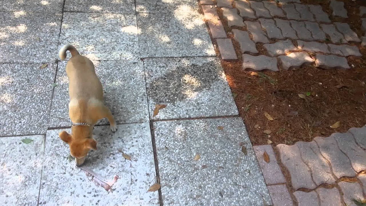 Come Nascondere L'odore Dell'erba Ai Cani