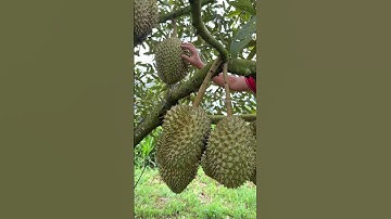 Chăm Sóc Sầu Riêng Lên Cơm Chống Sượng | Nông Nghiệp TKA