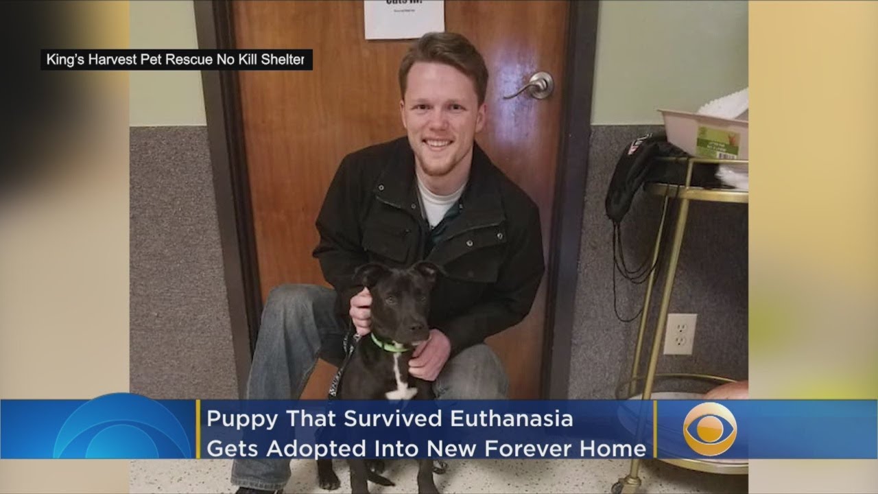'Miracle' Puppy That Survived Attempted Euthanasia Finds Forever Home