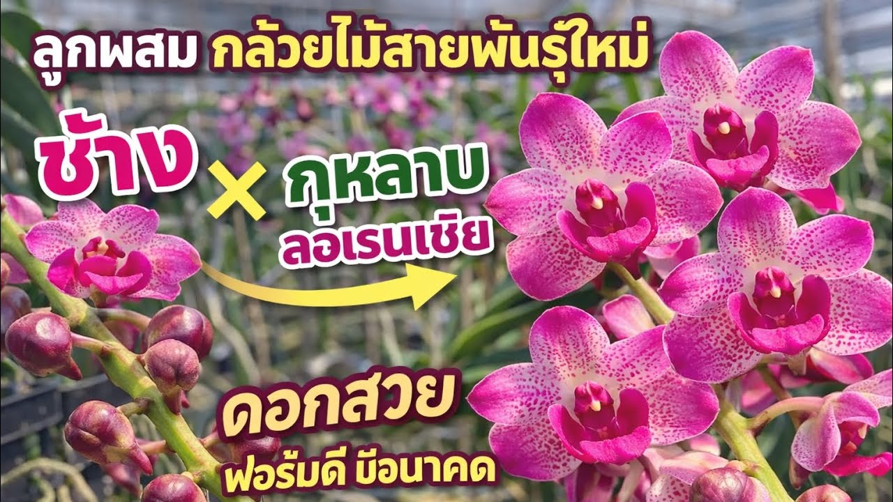 ลูกผสมกล้วยไม้สายพันธุ์ใหม่ ช้างผสมกุหลาบลอเรนเซีย เผยโฉมให้ชมความงาม ครั้งแรก