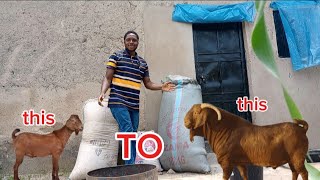Practical class on Goat/Ram 🐏 🐐 fattening