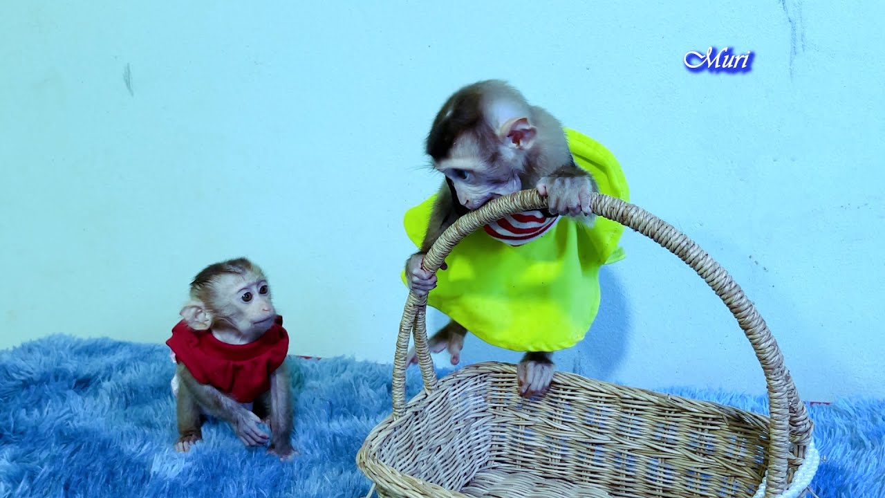 Monkey Muri and Bela, They  are looking for food.