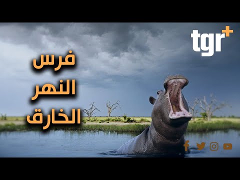 فيديو: أين يعيش أفراس النهر موطنًا؟