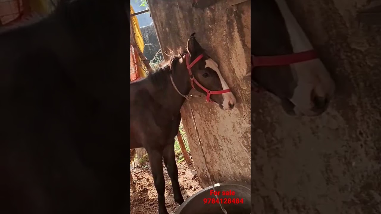 marwadi female hourse for sale