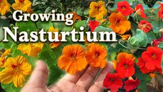 Nasturtium Flower How To Grow Nasturtium Plant