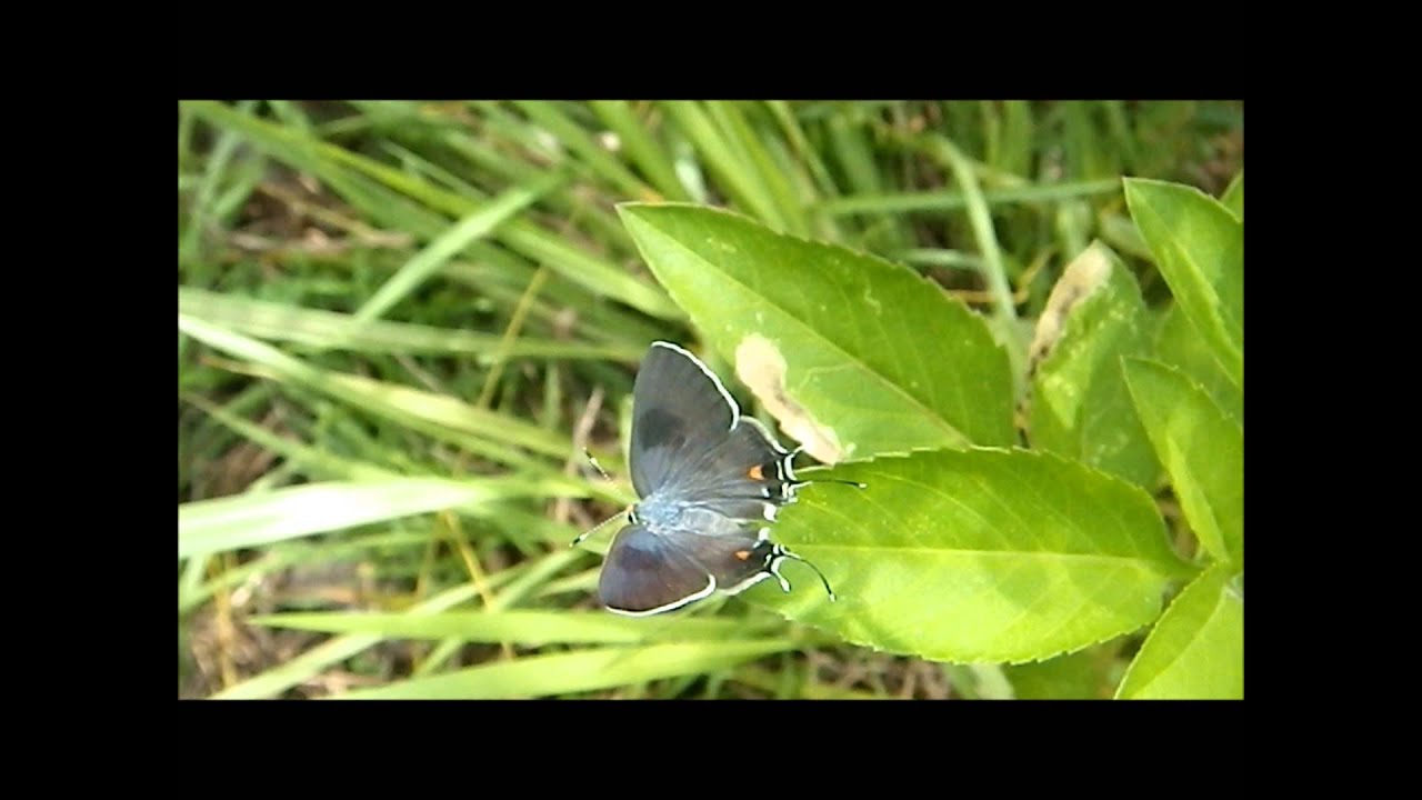 Bartram's Hairstreak Sunning in Pine Rocklands
