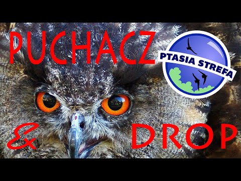 puchacz i drop