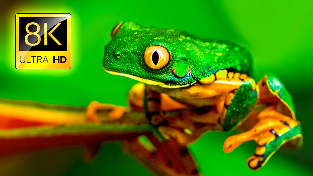 The World of Animals in 8K ULTRA HD / 8K TV