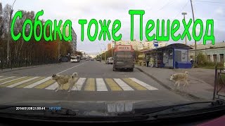 Собака тоже пешеход Собака тоже пешеход