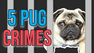 5 Funny Dog CRIMES ‍♂ Fugitive Pug Dog ARRESTED! Funny Pug Compilation